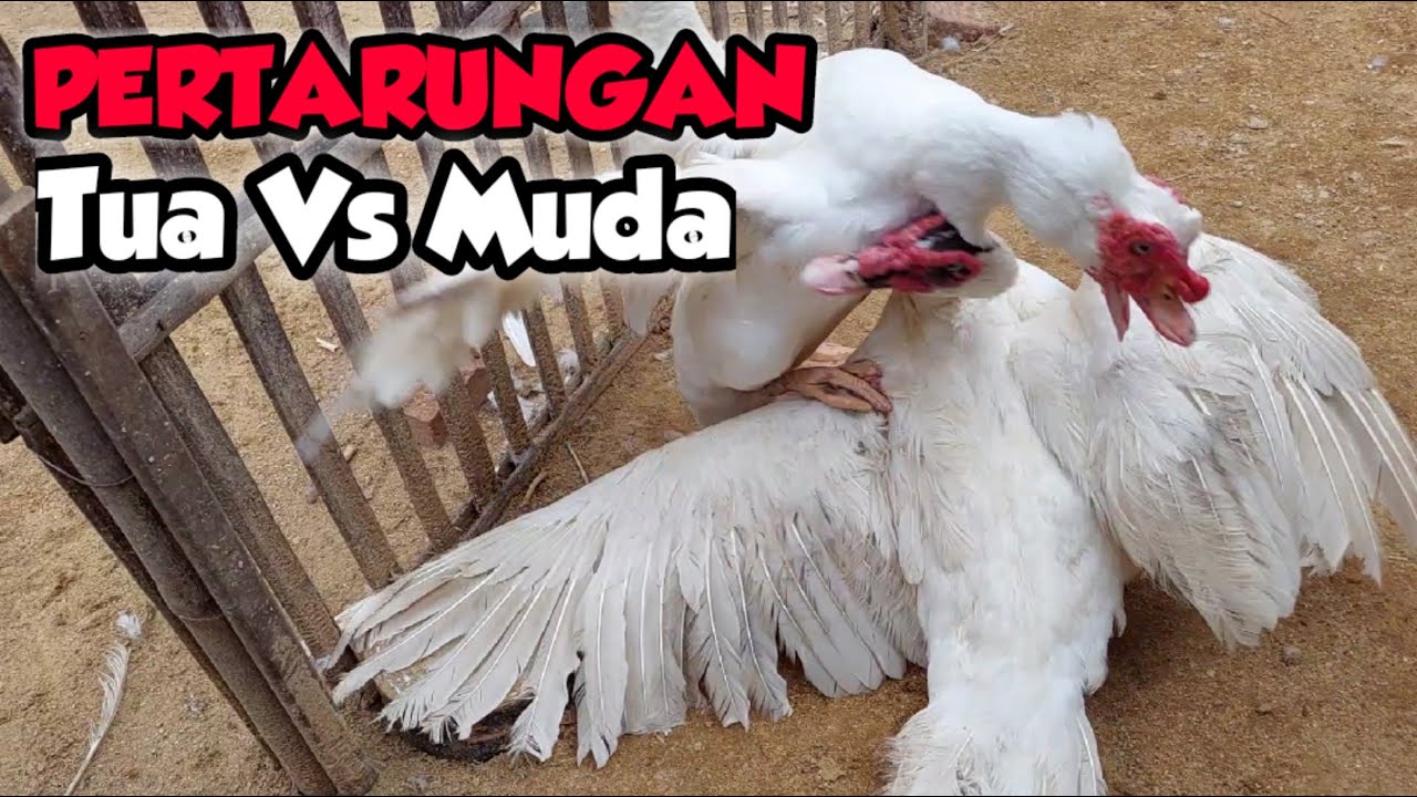 BAGAIMANA CARA MENGATASI ENTOK JANTAN SUKA BERTARUNG