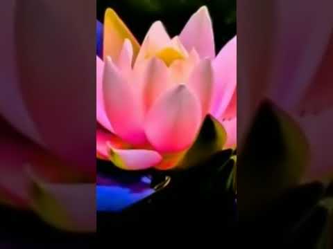 ماهر زين Maher Zain