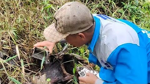 Bình Trần một chuyến thăm bẫy rắn nửa triệu có khó lắm không ???.
