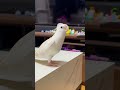 オカメインコのまろとルクが可愛かった。|2026.02.08|Shot on Apple iPhone 15 Pro MAX|#shorts