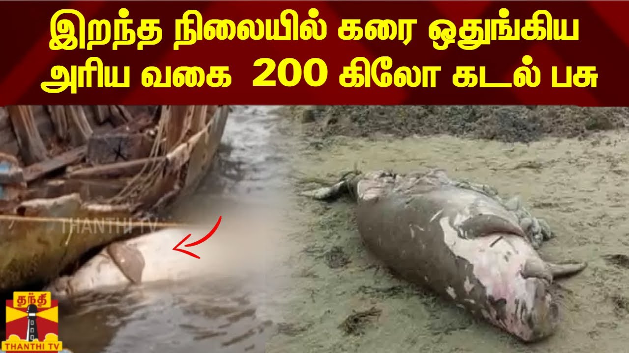 இறந்த நிலையில் கரை ஒதுங்கிய அரிய வகை  200 கிலோ கடல் பசு