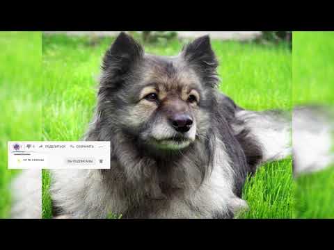 Видео: Кеесхонд Порода собак гипоаллергенна, здоровье и продолжительность жизни