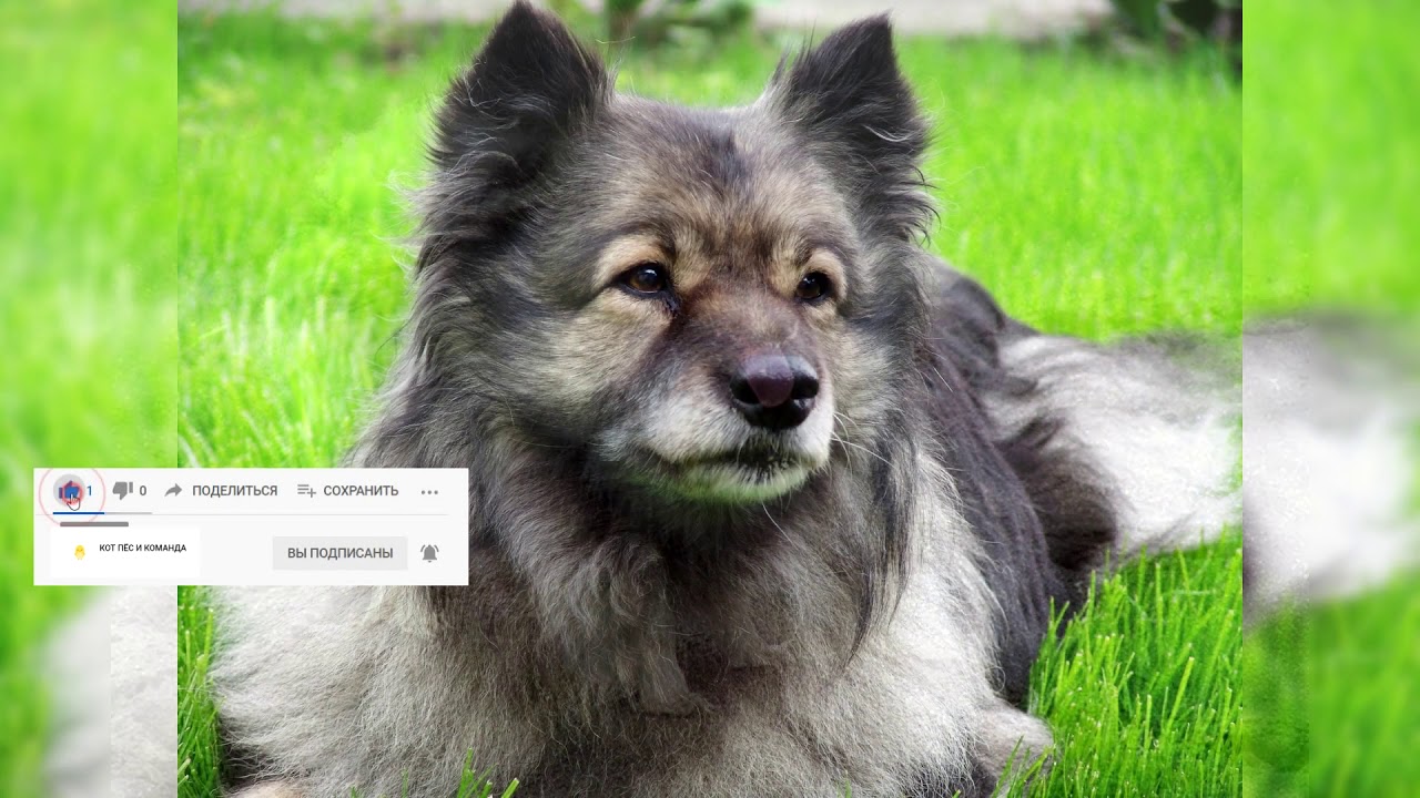 Кеесхонд. Плюсы и минусы, Цена, Как выбрать, Факты, Уход, История