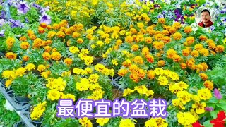 尼克帶你逛台北花卉村Part One 花庭園藝 