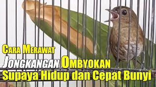 PERAWATAN BURUNG JONGKANGAN BAHAN SUPAYA CEPAT BUNYI || CARA MERAWAT BURUNG JONGKANGAN OMBYOKAN