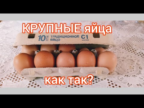 Очень крупные яйца. Секреты несушек 🐔🐓
