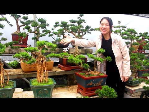 Video Kỹ thuật tạo dáng bonsai cho cây Hoàng Dương - youtube