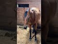 Problematic horse AND problematic foal of the week! Part 1 #katievanslyke #horse #foal