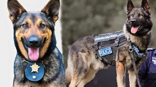 كلب شرطة قبض علي اقوي عصابة مخدرات💪فـبعتو أكفأ مجرم يقطع رقبته للانتقام🔪🔥