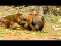 Why monkey fight each other like this ? Monkey attack very much cos jealous , What happen next #610