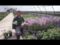 Annuals vs. Perennials Annuals vs. Perennials
