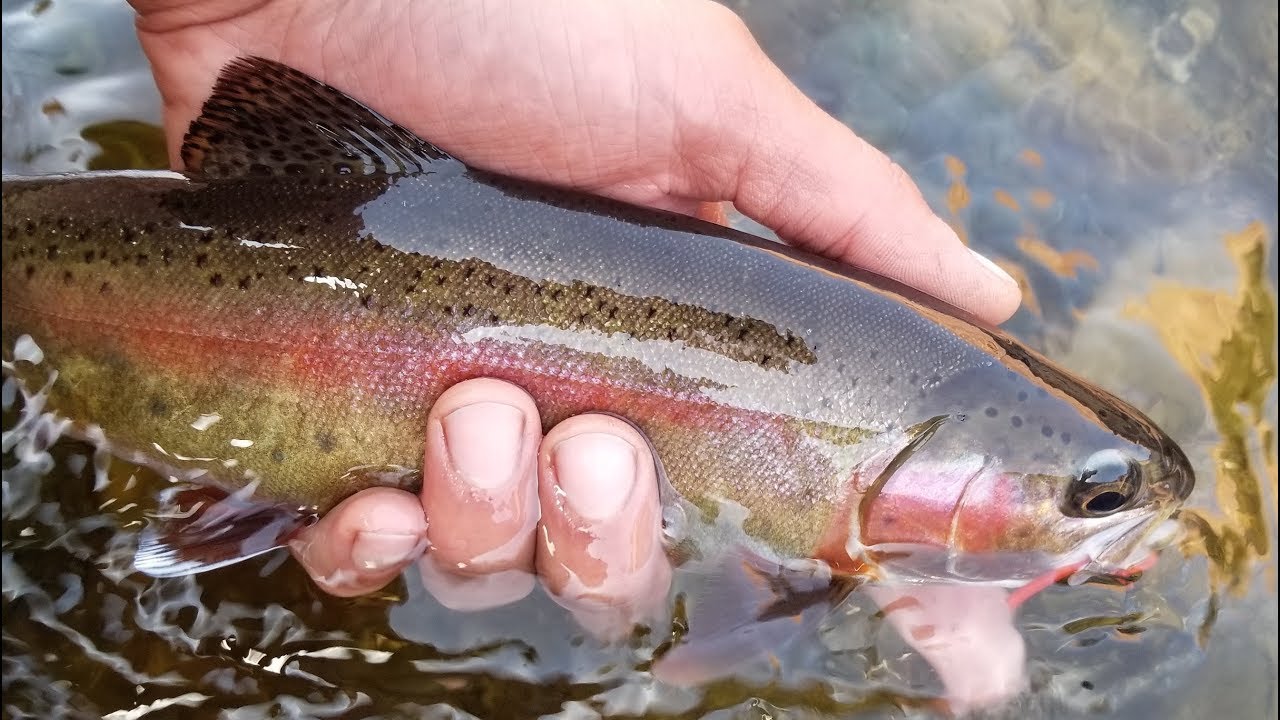 6 Days Rafting Down THE GRAND CANYON Fly Fishing At Lees Ferry YouTube