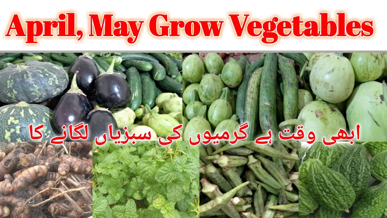 April Aur May Mai Lagne wali sabzjiyan/Summer Vegetables Grow In April