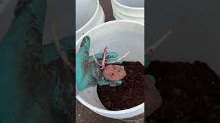 Best potato planting hack