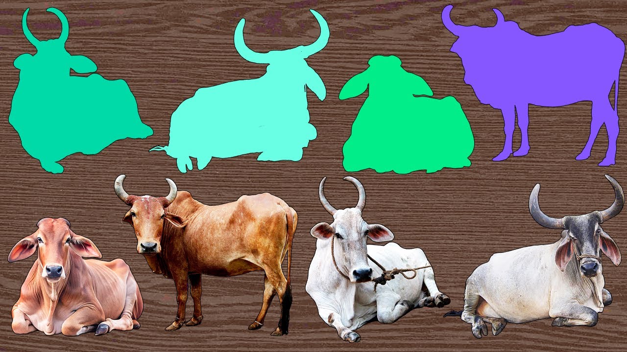 Indian Cow ZEBU puzzle challenge DIY 🤩😍🐮💜 YouTube