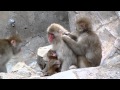 サル山：「ガラッコの毛づくろい」（ニホンザル）＠上野動物園 - DSCN6611