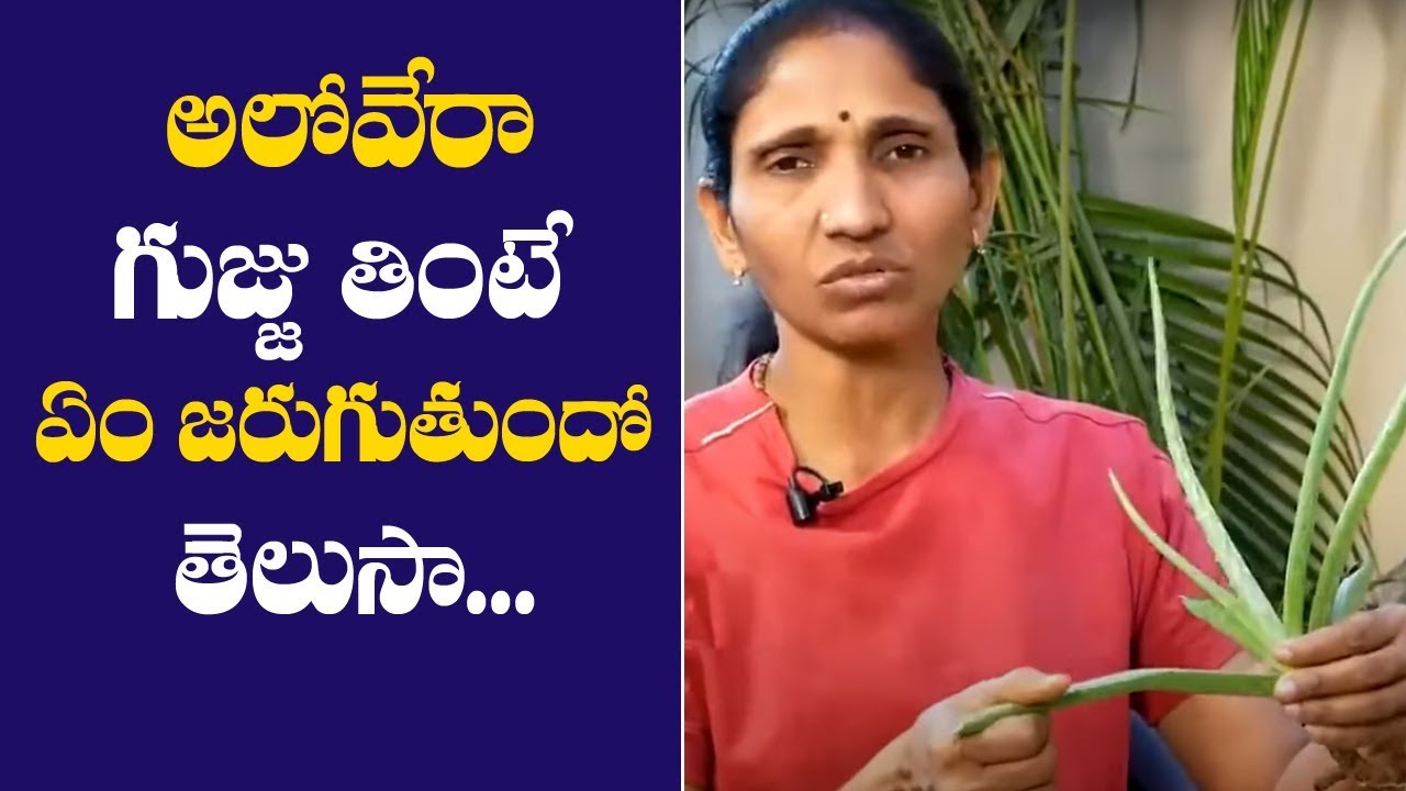 అలోవేరా గుజ్జుని తింటే ఏం జరుగుతుందో తెలుసా Aloe Vera Benefits in