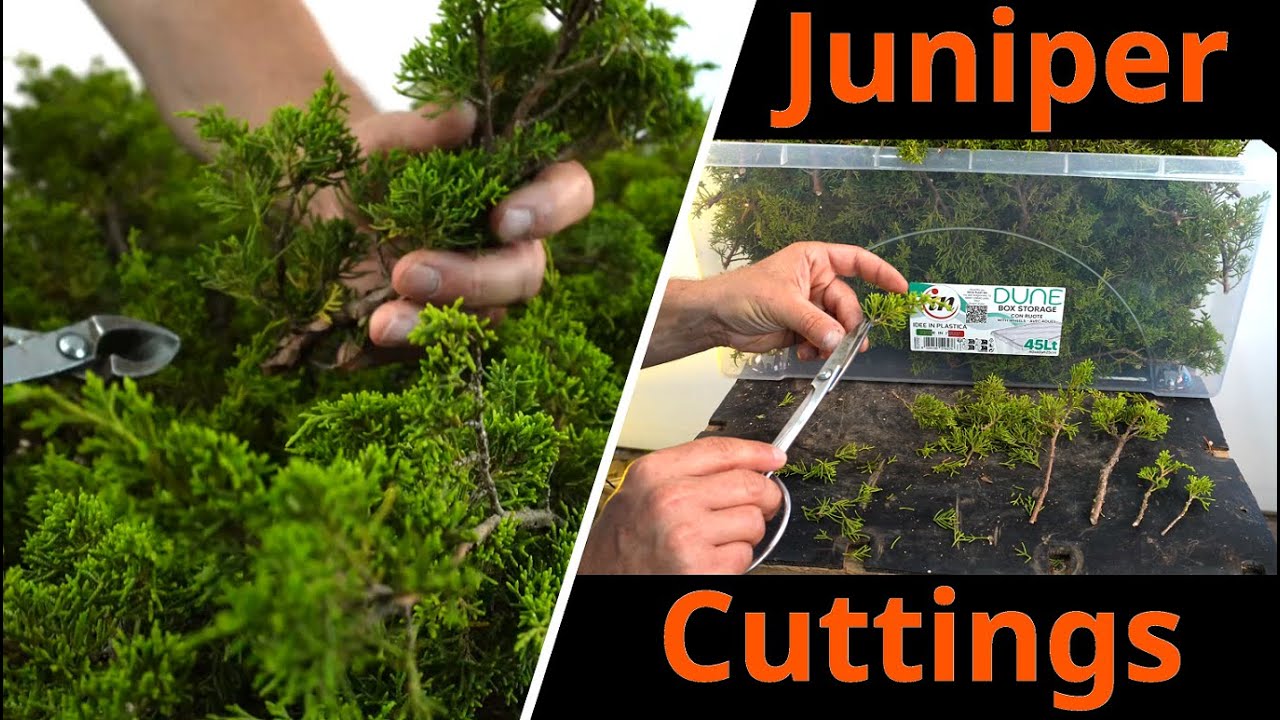 Il metodo migliore per fare talee di ginepro itoigawa