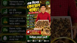 "কোয়েল বাচ্চা, হ্যাচিং ডিম বা বড় কোয়েল পাখি নিতে আজই যোগাযোগ  01759228320