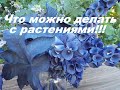 МОЙ ЭКСПЕРИМЕНТ ! ЭФФЕКТ ПРОСТО ПОТРЯСАЮЩИЙ !!!