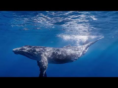 الحيوان الأكثر وحدة علي كوكب الارض 