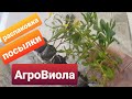 Вегетативные черенки из АгроВиолы/Распаковка посылки