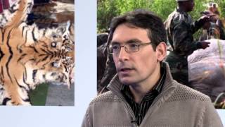 Braconnage: la fin des éléphants?