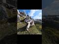 Springer spaniels hide and seek in the rocks