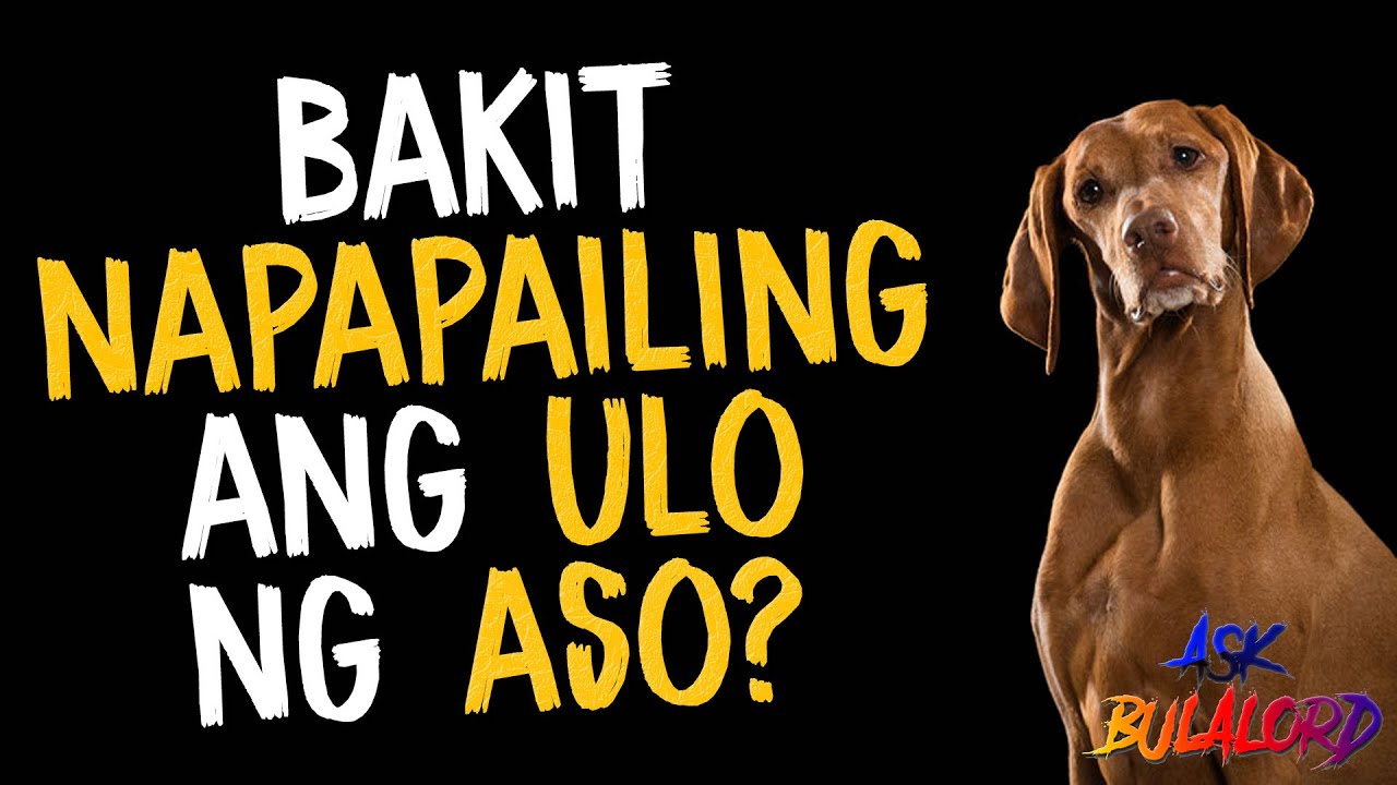 Bakit Nagtatae Ang Aso Bakit napapailing ang aso kapag nakikita ang amo | #askbulalord - YouTube