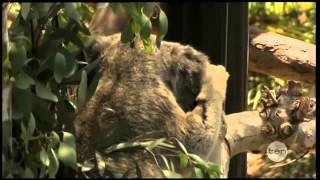 Koalafornia at San Diego Zoo
