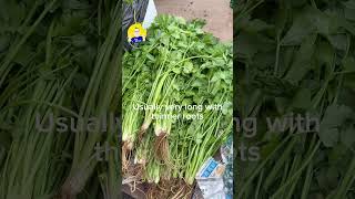 Can u tell the difference between sup daun (chinese celery leaves) and coriander?