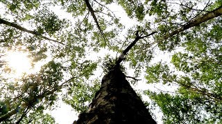 Bottom Hardwood Forest