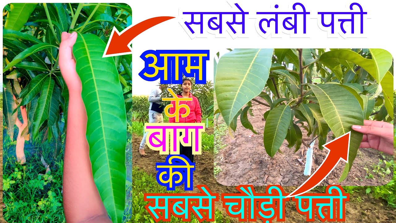 longest-and-widest-mango