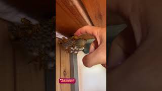 What Happens When I Feed a Wild Paper Wasp Colony Every Day?