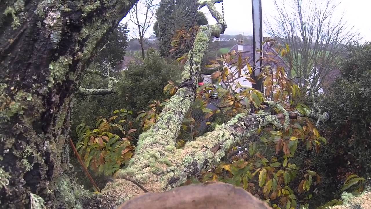 Dead tree removal - YouTube