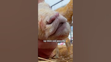 UP CLOSE & PERSONAL with this lambing!! #sheep #lambing #farming