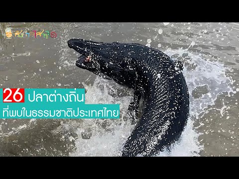 26 ปลาต่างถิ่น ที่พบในธรรมชาติประเทศไทย ทั้งที่ขยายพันธุ์ได้และไม่ได้