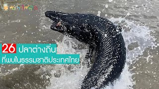 26 ปลาต่างถิ่น ที่พบในธรรมชาติประเทศไทย ทั้งที่ขยายพันธุ์ได้และไม่ได้