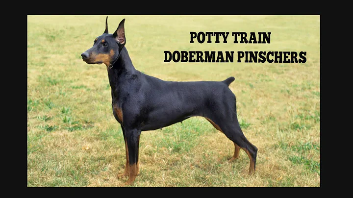 How To Quickly Potty Train Doberman Pinschers