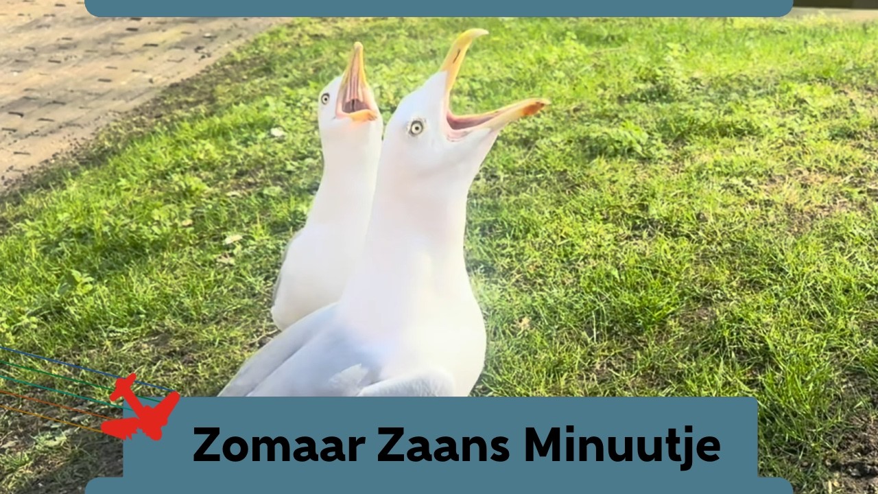 Zomaar een Zaans minuutje gemeeuw
