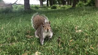 Curious squirrel