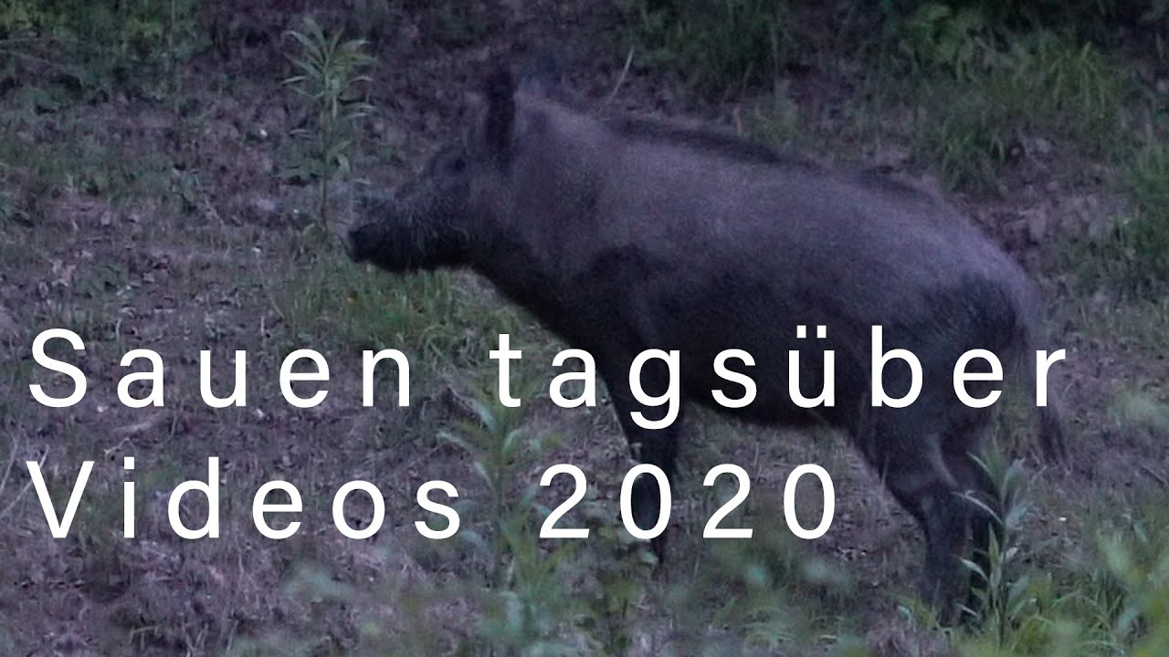 Vlog Januar 2020 Sauen Im Tageslicht Nachste Videos Youtube 