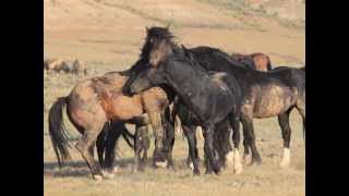 Wild Stallions Fight and Play - McCullough Peaks