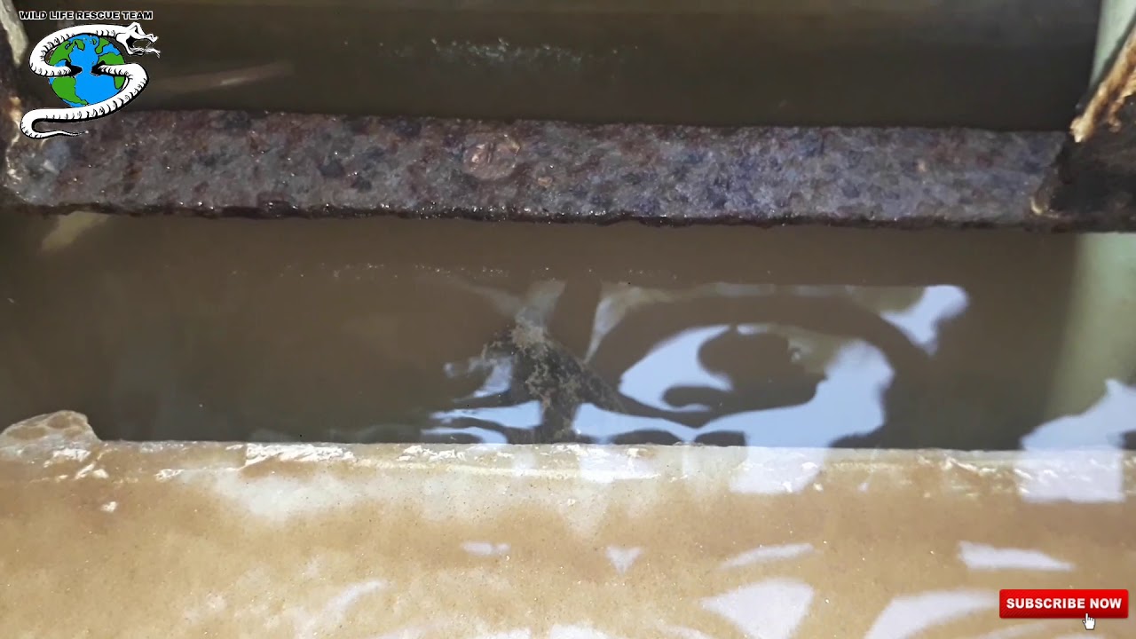 camera iphone 8 plus apk RESCUE =COBRA. 2 KALAK NI MAHENAT PACHI BAHAR AAYO...AT=..KOBA AHMEDABAD GUJARAT...