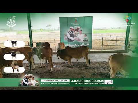 Turn Your Qurbani into Hope | Qurbani That Reaches the Needy | Molana Tariq Jamil Foundation