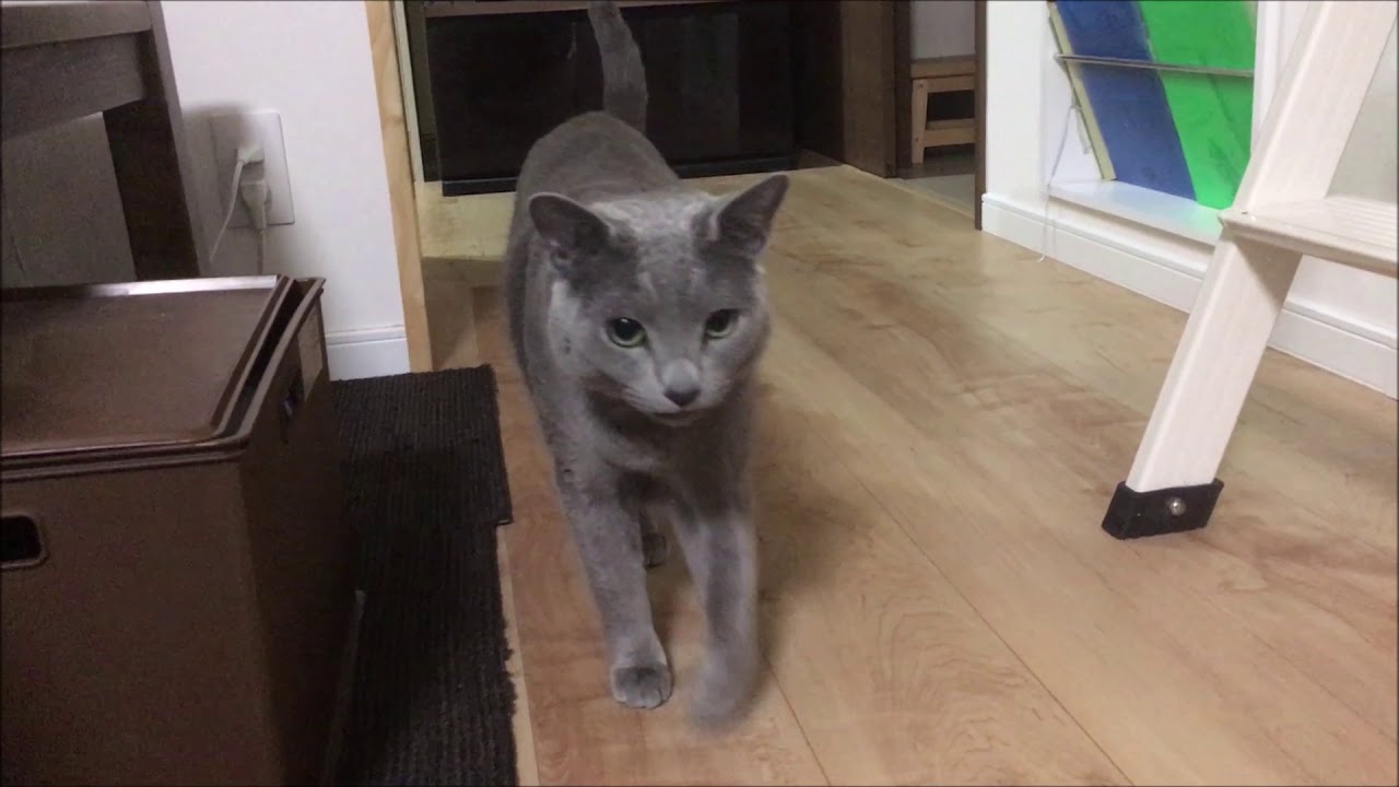 呼んだらきてくれる猫 ビルス様 Youtube 呼んだらきてくれる猫 ビルス様 Youtube