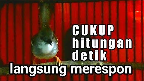 pancingan ciblek supaya cepat bunyi.