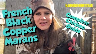 French Black Copper Marans: Complete Chicken Guide & ALL You Need To Know!