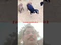 @बकरी को परेशान करते बदमाश बंदर #funny monkey#monkey mischief#animal pranks#comedy animals##