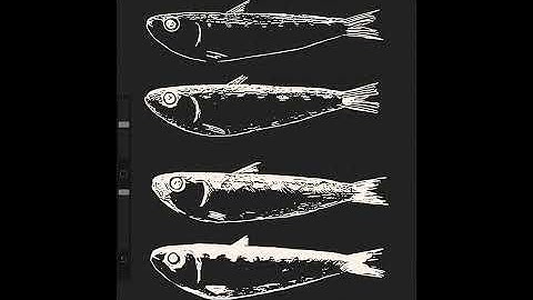 Procreate get Outlines from Pictures with Adobe Capture and export to Rocreate.